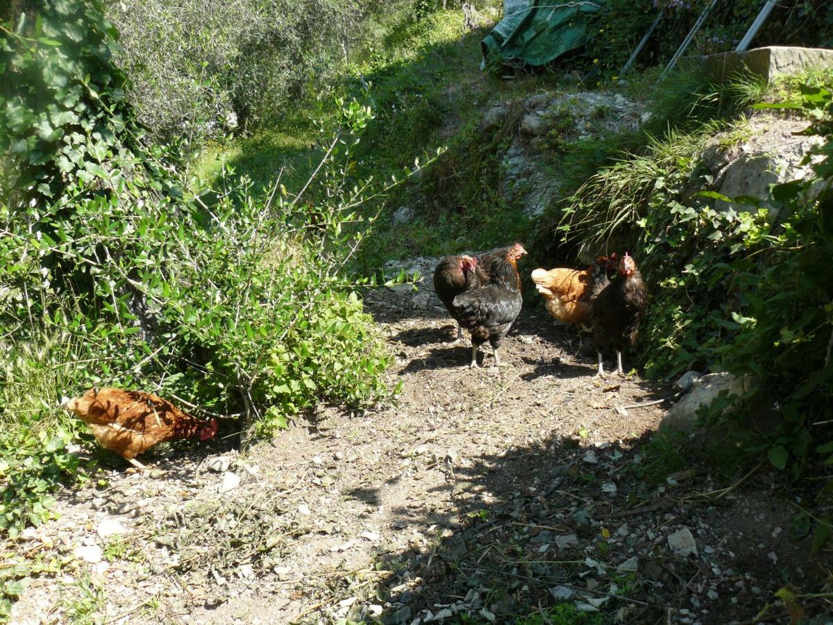 La Ferme Des Cailletiers Chez Marco Villa Luceram Ngoại thất bức ảnh